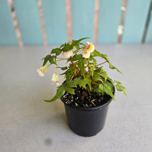 Load image into Gallery viewer, #RB8 Begonia Dregei 'Partita'