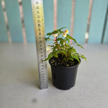 Load image into Gallery viewer, #RB8 Begonia Dregei 'Partita'