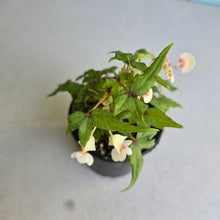 Load image into Gallery viewer, #RB8 Begonia Dregei 'Partita'