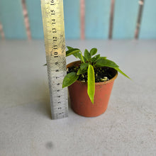 Load image into Gallery viewer, #RA10 Anthurium Pallidiflorum