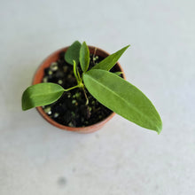 Load image into Gallery viewer, #RA7 Anthurium Pallidiflorum