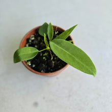 Load image into Gallery viewer, #RA7 Anthurium Pallidiflorum