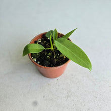 Load image into Gallery viewer, #RA7 Anthurium Pallidiflorum