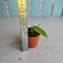 Load image into Gallery viewer, #RA7 Anthurium Pallidiflorum