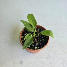 Load image into Gallery viewer, #RA7 Anthurium Pallidiflorum