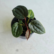 Load image into Gallery viewer, #R158 Anthurium Papillilaminum x (Luxurians x Radicans)