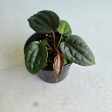 Load image into Gallery viewer, #R158 Anthurium Papillilaminum x (Luxurians x Radicans)