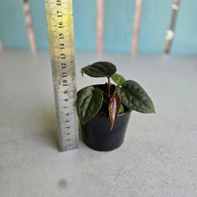 Load image into Gallery viewer, #R158 Anthurium Papillilaminum x (Luxurians x Radicans)