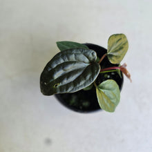 Load image into Gallery viewer, #R158 Anthurium Papillilaminum x (Luxurians x Radicans)