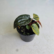 Load image into Gallery viewer, #R158 Anthurium Papillilaminum x (Luxurians x Radicans)