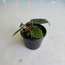 Load image into Gallery viewer, #R158 Anthurium Papillilaminum x (Luxurians x Radicans)