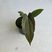 Load image into Gallery viewer, #R2 Two x Anthurium NOID