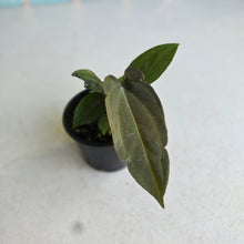 Load image into Gallery viewer, #R2 Two x Anthurium NOID