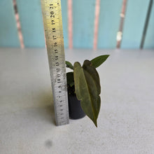 Load image into Gallery viewer, #R2 Two x Anthurium NOID
