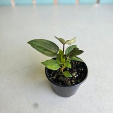 Load image into Gallery viewer, #R2 Two x Anthurium NOID