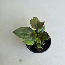 Load image into Gallery viewer, #R2 Two x Anthurium NOID