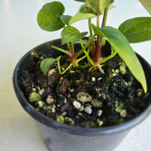 Load image into Gallery viewer, #R2 Two x Anthurium NOID