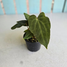 Load image into Gallery viewer, #RD34 Three x Anthurium NOID