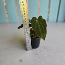 Load image into Gallery viewer, #RD34 Three x Anthurium NOID
