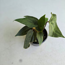 Load image into Gallery viewer, #RD34 Three x Anthurium NOID