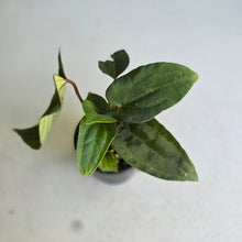 Load image into Gallery viewer, #RD34 Three x Anthurium NOID