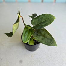 Load image into Gallery viewer, #RD34 Three x Anthurium NOID