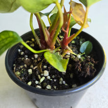 Load image into Gallery viewer, #RD34 Three x Anthurium NOID