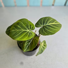 Load image into Gallery viewer, #R5 Philodendron Gloriosum