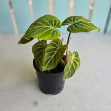 Load image into Gallery viewer, #R5 Philodendron Gloriosum