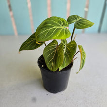 Load image into Gallery viewer, #R5 Philodendron Gloriosum