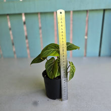 Load image into Gallery viewer, #R5 Philodendron Gloriosum