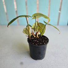 Load image into Gallery viewer, #R5 Philodendron Gloriosum