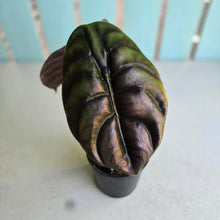Load image into Gallery viewer, #RS2 Alocasia Cuprea