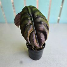 Load image into Gallery viewer, #RS2 Alocasia Cuprea
