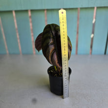 Load image into Gallery viewer, #RS2 Alocasia Cuprea