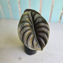 Load image into Gallery viewer, #RS2 Alocasia Cuprea
