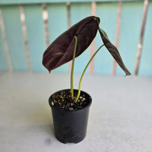 Load image into Gallery viewer, #RS2 Alocasia Cuprea