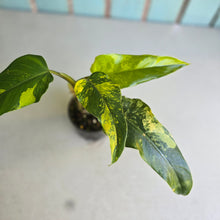 Load image into Gallery viewer, #R78 Variegated Philodendron Domesticum