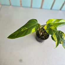 Load image into Gallery viewer, #R78 Variegated Philodendron Domesticum