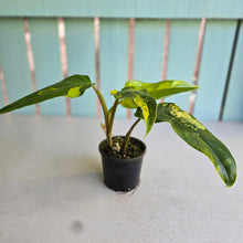 Load image into Gallery viewer, #R78 Variegated Philodendron Domesticum
