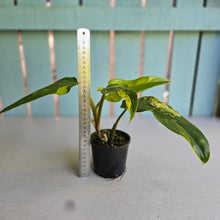 Load image into Gallery viewer, #R78 Variegated Philodendron Domesticum