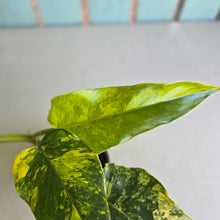 Load image into Gallery viewer, #R78 Variegated Philodendron Domesticum
