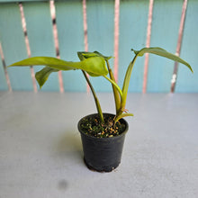 Load image into Gallery viewer, #R78 Variegated Philodendron Domesticum