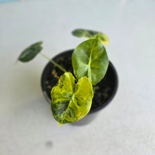 Load image into Gallery viewer, #R447 Alocasia Frydek Dorayaki Aurea - Round Form