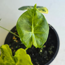 Load image into Gallery viewer, #R447 Alocasia Frydek Dorayaki Aurea - Round Form