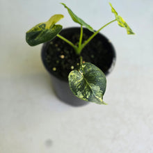 Load image into Gallery viewer, #R447 Alocasia Frydek Dorayaki Aurea - Round Form
