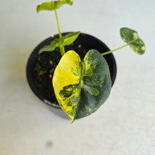 Load image into Gallery viewer, #R447 Alocasia Frydek Dorayaki Aurea - Round Form