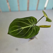 Load image into Gallery viewer, #RA2 Philodendron Gloriosum