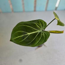 Load image into Gallery viewer, #RA2 Philodendron Gloriosum