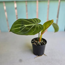Load image into Gallery viewer, #RA2 Philodendron Gloriosum